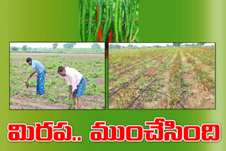 mirchi farmers