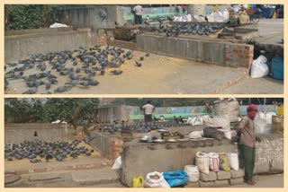 action against who sell pigeon seeds on the pavements in east delhi