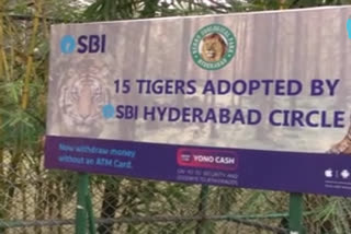 State bank adopts 15 Tigers at Hyderabad zoo