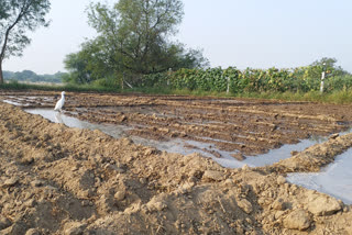 Bhilwara news, Sowing of Rabi crop