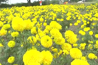 sunflower crop become profit for farmers