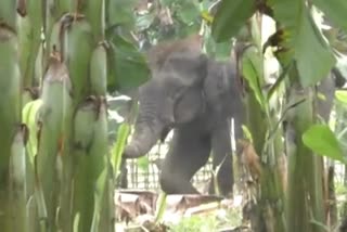 ONE WILD ELEPHANT INJURED AT BOKO KAMRUP DISTRICT