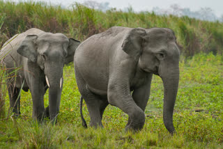 man elephant conflict in hojai assam etv bharat news