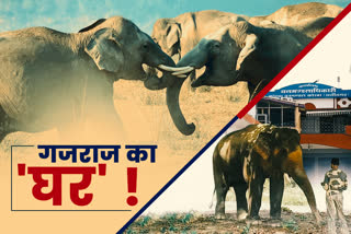 lemru-is-going-to-be-the-first-elephant-reserve-of-chhattisgarh-big-question-will-this-reduce-elephants-human-conflict