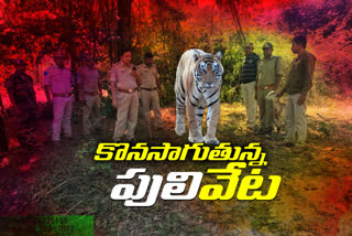 search continuing for tiger in digida forest