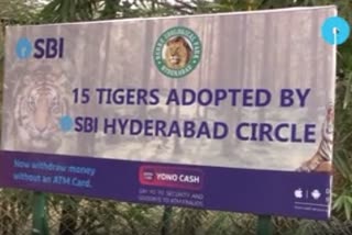 sbi hyderabad adopted 15 tigers in nehru zoological park