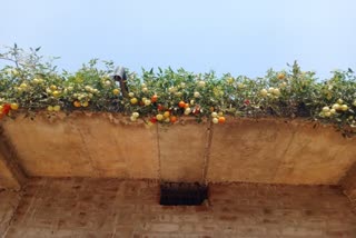 Farmer grew vegetables on the roof