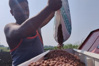 rabi season in nanded