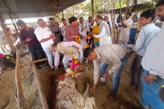 Diwali festival celebration, Divyang Gaushala in karauli