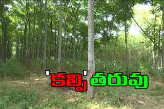 no market for malabar neem