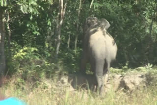 elephant-terror-at-rangapara