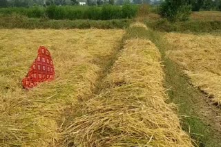 Farmers worried over not buying paddy