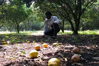 Amaravati orange farmers in trouble say all they can do is commit suicide