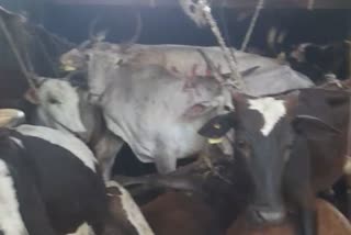 Protection of 30 Cattle illegally transported in Bangalore