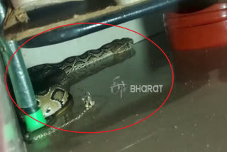 Protection of snake in mysore