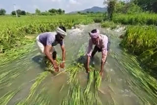 crop drowning