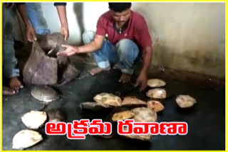 illegal tortoise moving gang arrested in korukonda east godavari district