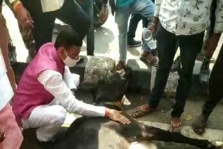 mp-sanjay-seth-served-injured-cow-in-ranchi