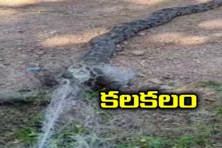 python stuck in net at manair dam in karimnagar district