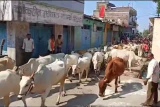 cow worship tradition in washim