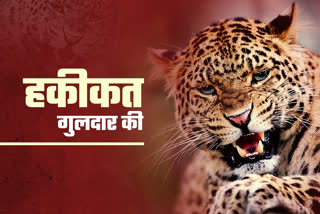 Dehradun Leopard News