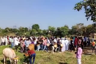 Govardhan Pooja celebrated in Shirajgaon