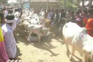 Govardhan Pooja Celebration