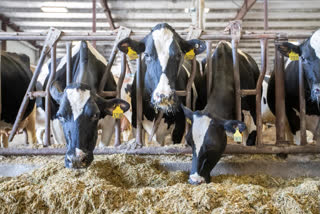 Masks made from cow dung