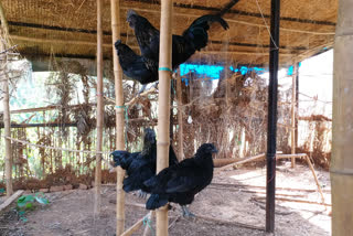 Kadaknath farming changing lives of tribal youths in Asansol