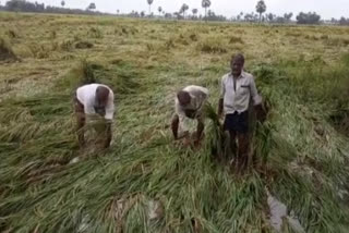 Crop damage on hundreds of acres with untimely rains in krishna district