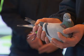 Belgian racing pigeon sold for record 1.6M euros