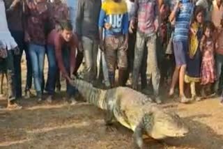 People playing with crocodiles