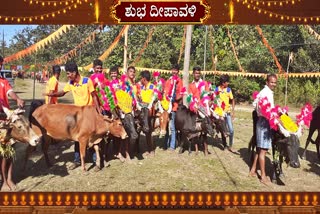 cattle-race-for-dipavali-in-karavara