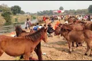 Donkey mela