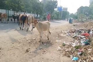 Stray cattle group on main road causing accident in chhatarpur