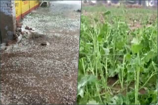 heavy rain hailstorm hisar