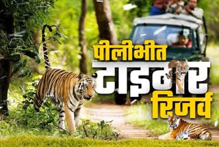 pilibhit tiger reserve