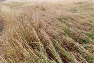 crop soaked in water after raining in sirsa