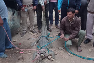 Rescue of crocodile