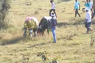 bullfight-competition-in-diwankheda-amravati