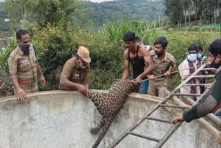 கிணற்றில் இறந்துகிடந்த சிறுத்தை மீட்பு