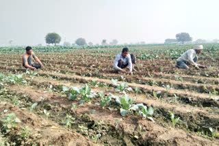 wages-expensive-in-compariso-on-cheaper-rates-of-cabbage-in-delhi