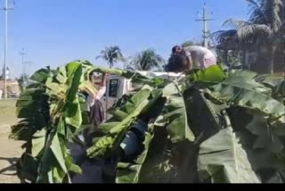 banana-tree-for-elephants