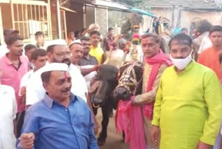 Buffalo race in Belagavi from gaval community