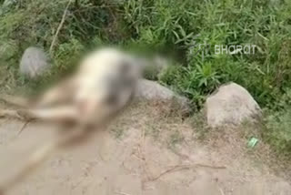 cow died due to leopard attack