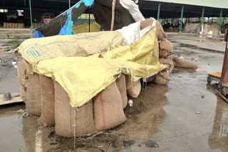 Rains damaged thousands of sacks of basmati in Batala Grain market