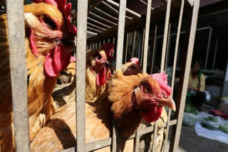 Thousands of chickens culled in Denmark as new bird flu outbreak emerges