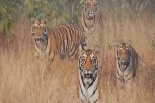 three-cubs-seen-with-female-tiger