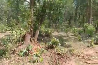 Illegal deforestation continues in Pratappur and Biharpur forest area in surajpur