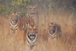 tigress with three calves